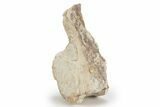 Fossil Plesiosaur (Thililua?) Vertebra - Asfla, Morocco #240963-2